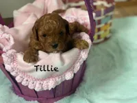 Tillie mini , a female Cavapoo for sale in Williamson, NY – Photo 6 of 7