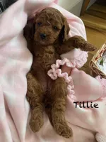 Tillie mini , a female Cavapoo for sale in Williamson, NY – Photo 3 of 7