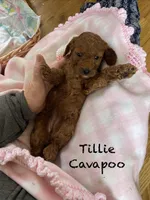 Tillie mini , a female Cavapoo for sale in Williamson, NY – Photo 4 of 7