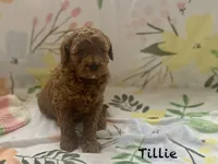 Tillie mini , a female Cavapoo for sale in Williamson, NY – Photo 2 of 7