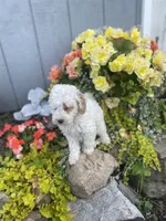 Jay, a female Poodle - Miniature  and Miniature Goldendoodle for sale in Williamson, NY – 7 of 8