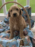 George f1B, a male Goldendoodle for sale in Williamson, NY – 7 of 7