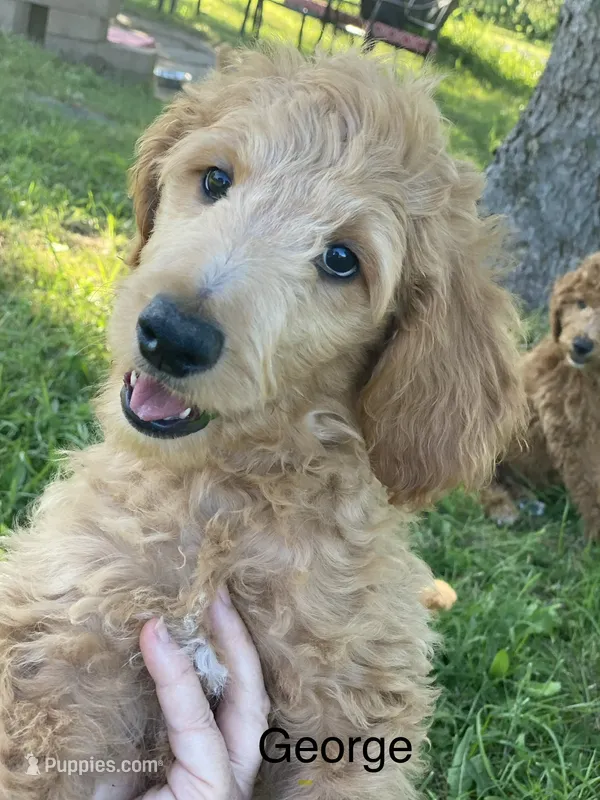 George f1B – Goldendoodle puppy for sale in Williamson, NY