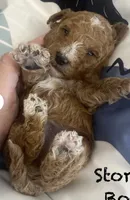 Storm , a male Goldendoodle for sale in Williamson, NY – 2 of 6