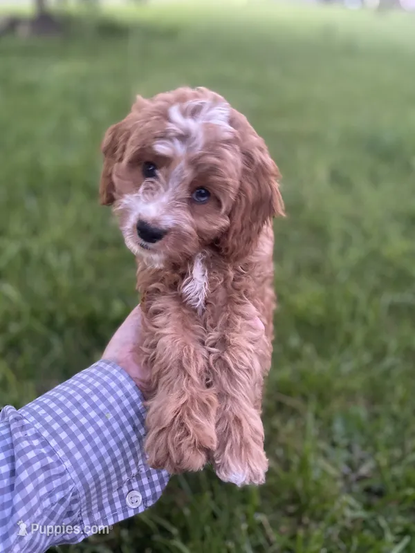 Danny – Cavapoo puppy for sale in Williamson, NY