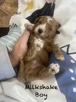 Milkshake , a male Goldendoodle for sale in Williamson, NY – 4 of 5