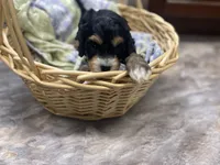 Chip, a male Cavapoo for sale in Williamson, NY – 8 of 8