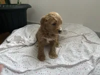 processed/60071092-7fb3-4c10-8ac6-384af2bfac8d/listing/a8eaa30c-5c6e-406d-bc63-cd5bd23d5914/cdf2885a-d961-4f9e-816f-f09864d6f12f