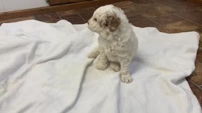 Bunny Mini , a female Goldendoodle and Poodle - Miniature  for sale in Williamson, NY – 4 of 9