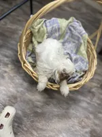 Patch, a male Cavapoo for sale in Williamson, NY – 4 of 6