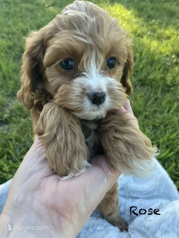 Rosie – Cavapoo puppy for sale in Williamson, NY