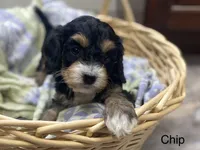 Chip, a male Cavapoo for sale in Williamson, NY – 2 of 8