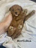 Mortishia f1bb, a female Poodle - Miniature  and Miniature Goldendoodle for sale in Williamson, NY – 5 of 7