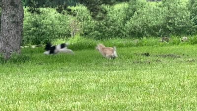 Darcy, a female Schnoodle for sale in Williamson, NY – 7 of 7