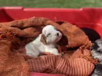 Patch, a male Cavapoo for sale in Williamson, NY – 5 of 6