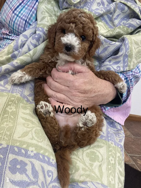 Woody mini – Goldendoodle, Poodle - Miniature  puppy for sale in Williamson, NY