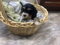 Chip, a male Cavapoo for sale in Williamson, NY – 6 of 8