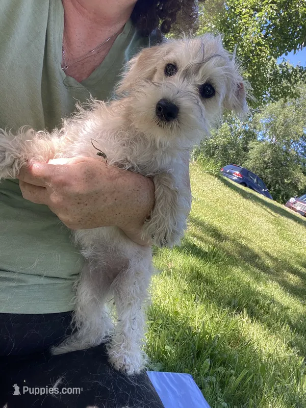 Marcy  – Schnoodle puppy for sale in Williamson, NY