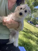 Marcy , a female Schnoodle for sale in Williamson, NY – 3 of 5