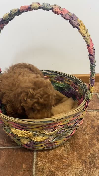 Wednesday f1BB, a female Poodle - Miniature  and Miniature Goldendoodle for sale in Williamson, NY – 7 of 9