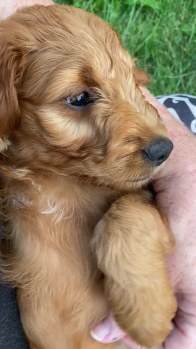 Fiddles mini , a female Miniature Goldendoodle for sale in Williamson, NY – 8 of 8