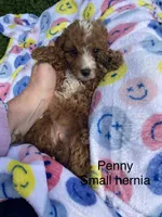 Penny, a female Cavapoo and Cavalier King Charles Spaniel for sale in Williamson, NY – 5 of 8