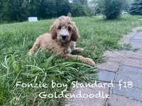 Fonzie , a female Goldendoodle for sale in Williamson, NY – 4 of 9