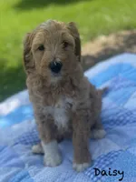 Willow , a female Goldendoodle for sale in Williamson, NY – 2 of 8