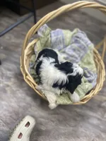 Albert mini, a male Cavapoo for sale in Williamson, NY – 8 of 9