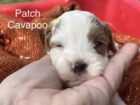 Patch, a male Cavapoo for sale in Williamson, NY – 3 of 6