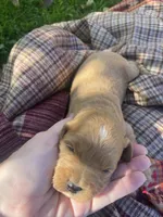 Peaches larger mini , a female Goldendoodle and Golden Retriever for sale in Williamson, NY – 6 of 7