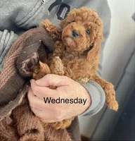 Wednesday f1BB, a female Poodle - Miniature  and Miniature Goldendoodle for sale in Williamson, NY – 2 of 9