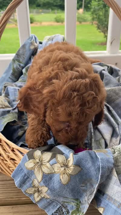 John , a male Cavapoo and Cavalier King Charles Spaniel for sale in Williamson, NY – 7 of 7