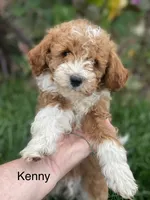 Kenny mini, a male Miniature Goldendoodle for sale in Williamson, NY – 2 of 8