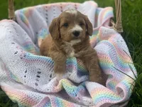 Cee Cee f1bb, a female Cavapoo and Poodle - Miniature  for sale in Williamson, NY – 5 of 6