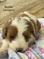 Buster , a male Cavapoo and Poodle - Miniature  for sale in Williamson, NY – 5 of 8