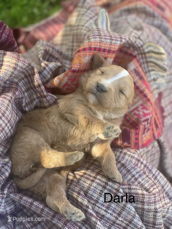 Darla larger mini  – Goldendoodle, Golden Retriever puppy for sale in Williamson, NY