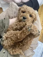 processed/60071092-7fb3-4c10-8ac6-384af2bfac8d/listing/b75c7c17-dbec-4bae-bcda-25dc096c2d0c/2f1fd1de-6b0d-45e9-bc1c-75a82de8d885