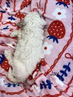 Jay, a female Poodle - Miniature  and Miniature Goldendoodle for sale in Williamson, NY – 3 of 8