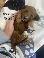 Breeze, a female Goldendoodle for sale in Williamson, NY – 4 of 7