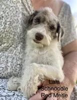 LaLA mini , a female Schnoodle for sale in Williamson, NY – 2 of 6
