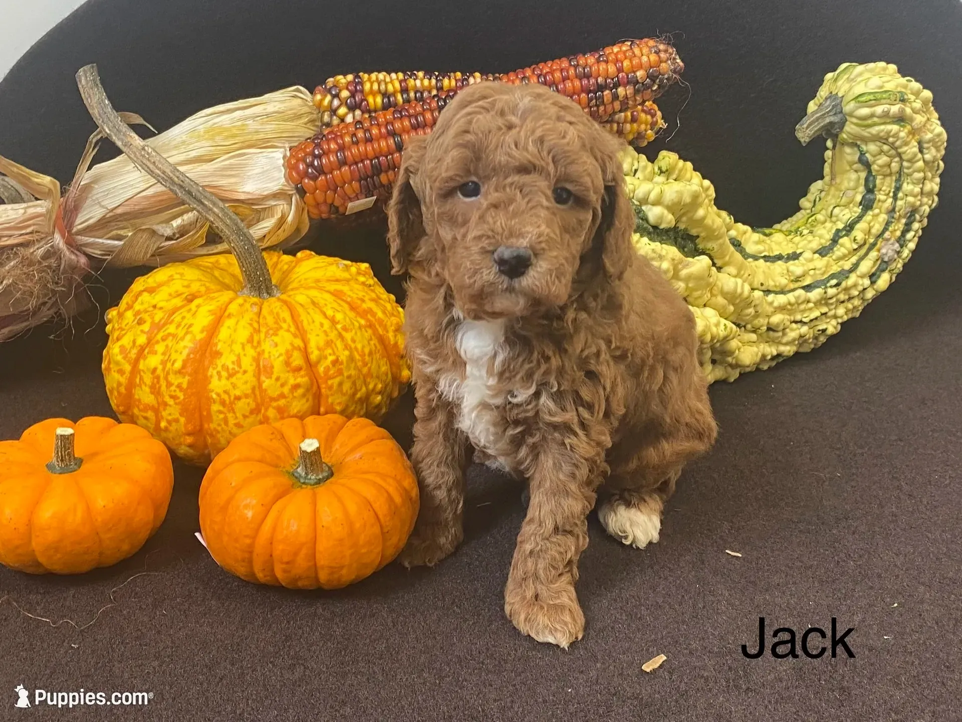 Jack ! F1BB, a male Poodle - Miniature  and Miniature Goldendoodle for sale in Williamson, NY – 1 of 8