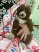 Markie Ruby Mini , a male Poodle - Miniature  for sale in Williamson, NY – 7 of 8