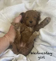 Wednesday f1BB, a female Poodle - Miniature  and Miniature Goldendoodle for sale in Williamson, NY – 3 of 9