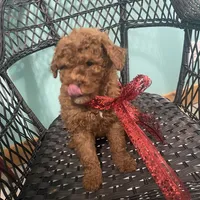 Jack December, a male Poodle - Miniature  and Miniature Goldendoodle for sale in Williamson, NY – Photo 6 of 10