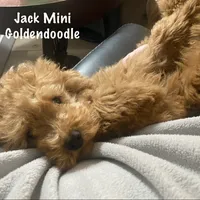 Jack December, a male Poodle - Miniature  and Miniature Goldendoodle for sale in Williamson, NY – Photo 1 of 10