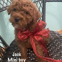 Jack December, a male Poodle - Miniature  and Miniature Goldendoodle for sale in Williamson, NY – Photo 4 of 10