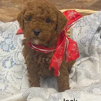 Jack December, a male Poodle - Miniature  and Miniature Goldendoodle for sale in Williamson, NY – Photo 7 of 10