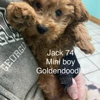 Jack December, a male Poodle - Miniature  and Miniature Goldendoodle for sale in Williamson, NY – Photo 5 of 10