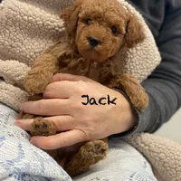Jack December, a male Poodle - Miniature  and Miniature Goldendoodle for sale in Williamson, NY – Photo 8 of 10